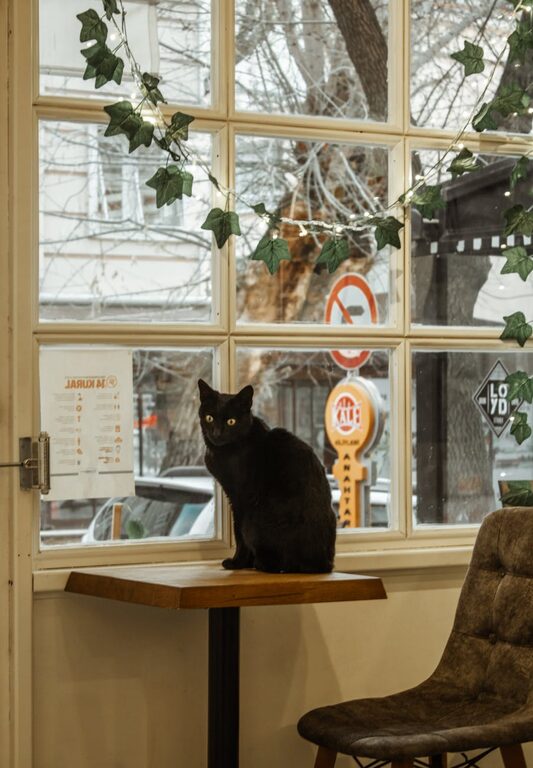 How to Set Up a Comfortable and Safe Pet-Friendly Home Corner